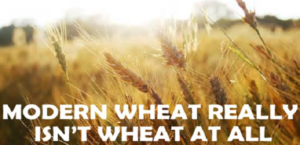 modern wheat dna chronic inflammation